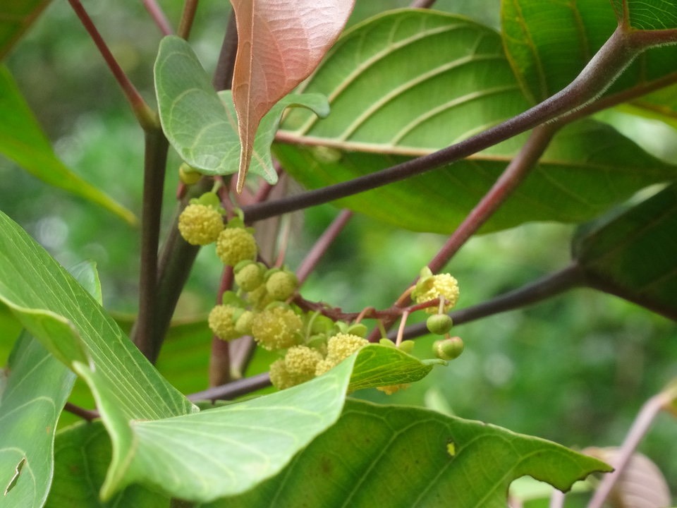 Hancea integrifolia - Bois de perroquet (fleurs mâles) - EUPHORBIACEAE - Endémique Réunion, Maurice -DSC00518-1