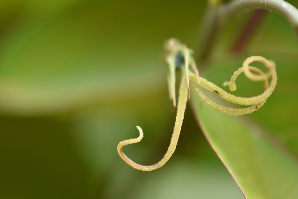 Hancea integrifolia - Bois de perroquet (fleurs femelles) - EUPHORBIACEAE - Endémique Réunion, Maurice -MAB_6482