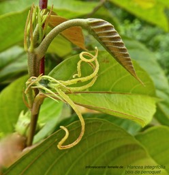 Hancea integrifolia . bois de perroquet .inflorescence femelle .euphorbiaceae.endémique Réunion . Maurice .P1730715