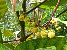 Hancea integrifolia . bois de perroquet .inflorescence mâle .euphorbiaceae.endémique Réunion Maurice .P1730787