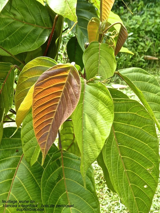 Hancea integrifolia . bois de perroquet .euphorbiaceae.endémique Réunion Maurice .P1730737