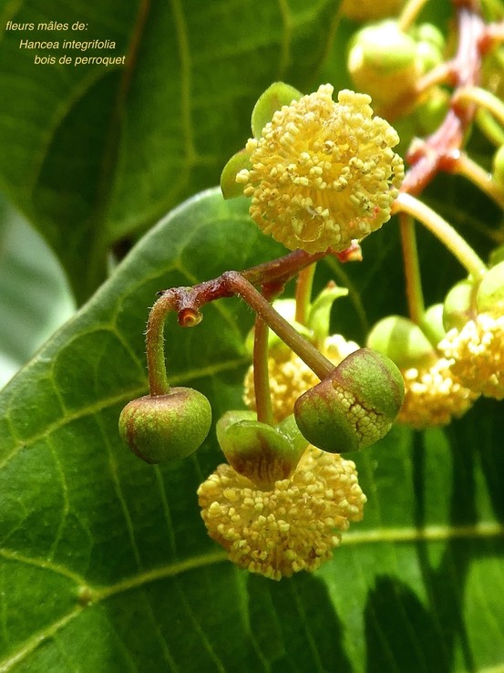 Hancea integrifolia .bois de perroquet . fleurs mâles .  euphorbiaceae. endémique Réunion Maurice .P1730792