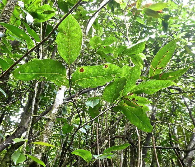 Homalium paniculatum .corce blanc . bois de bassin. salicaceae. endémique Réunion Maurice .P1740047