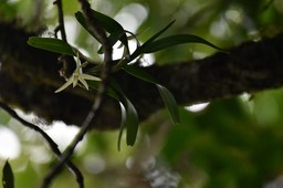 Jumellea rossii (?) - EPIDENDROIDEAE - Indigène Réunion - MAB_6562
