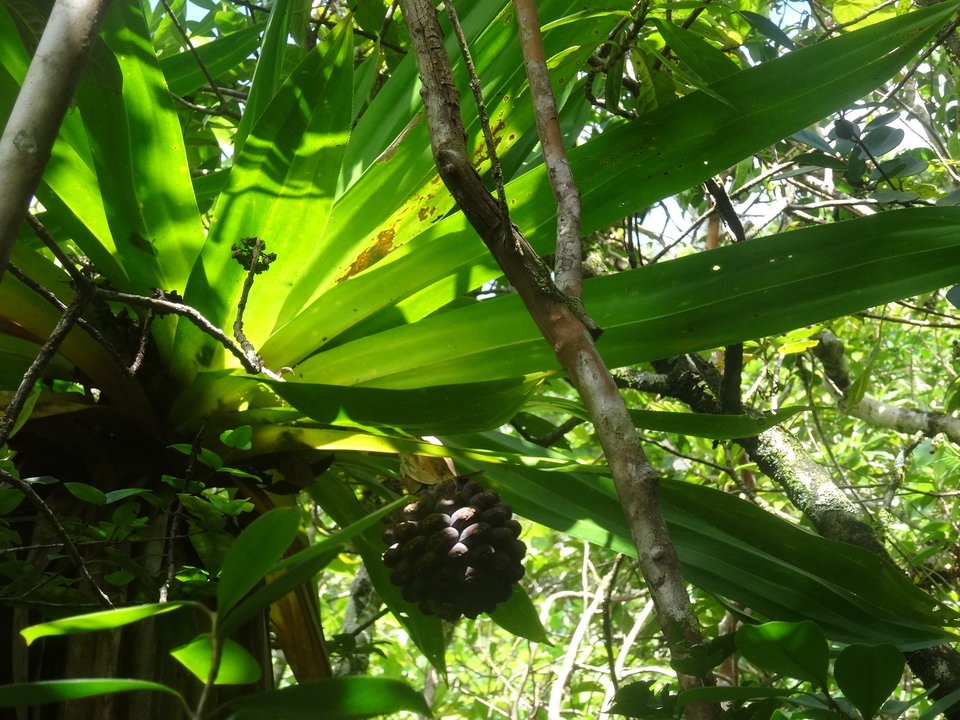Pandanus purpurescens - Vacoa rouge - PANDANACEAE - Endémique Réunion - DSC00556