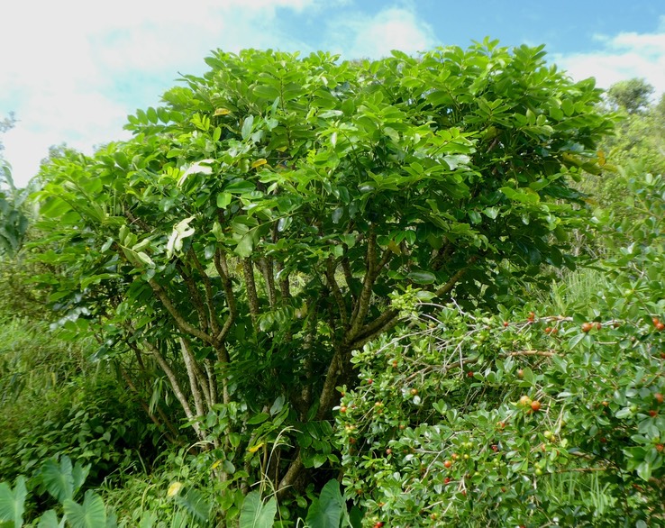 Polyscias repanda .bois de papaye .araliaceae.endémique Réunion P1730744