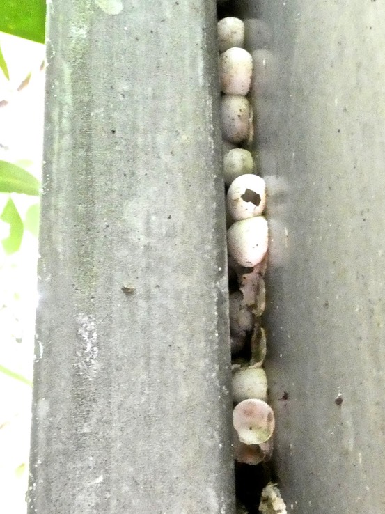 ponte de geckos .Phelsuma borbonica .P1730768