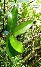 Syzygium cordemoyi .bois de pomme. myrtaceae.endémique Réunion P1730938