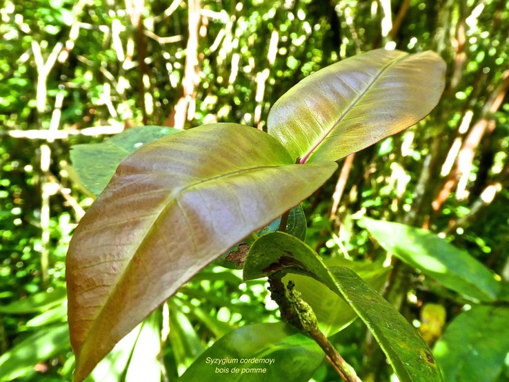 Syzygium cordemoyi .bois de pomme .myrtaceae.endémique Réunion .P1730929