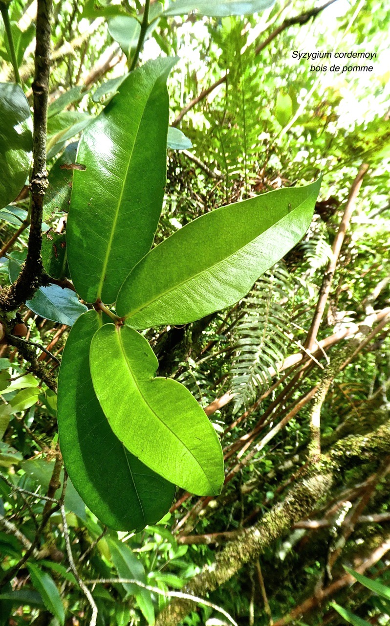 Syzygium cordemoyi .bois de pomme. myrtaceae.endémique Réunion P1730938