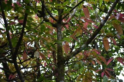 Syzygium sp - Bois de pomme - MYRTACEAE - MAB_6578