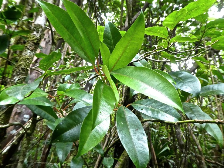 Tambourissa elliptica . bois de tambour. bois de bombarde .monnimiaceae. endémique Réunion .P1740048