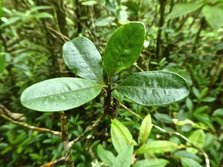Turraea   Bois de quivi . meliaceae.P1740036