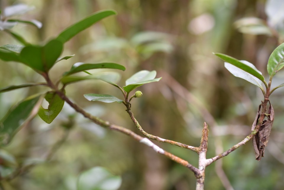 Turraea sp - Bois de quivi - MELIACEAE - Endémique Réunion, Maurice - MAB_6545