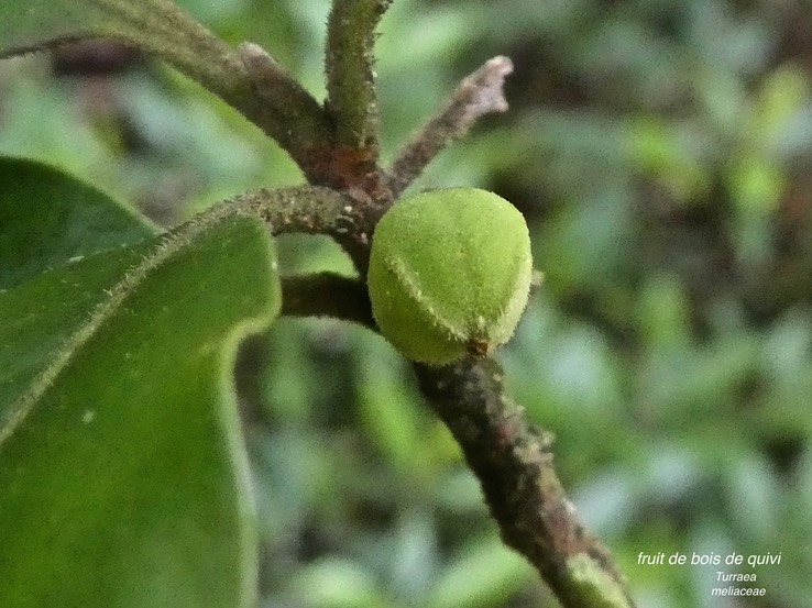 Turraeae   .bois de quivi . fruit .     meliaceae. P1740039