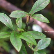 Acalypha integrifolia Bois de violon Euph orbiaceae Indigène La Réunion 9285.jpeg