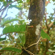 Beclardia macrostachya Orchidaceae Indigène La Réunion 9343.jpeg