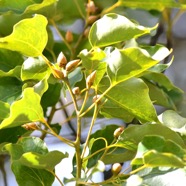 Cinnamomum camphora Camphrier Lauraceae Chine, Japon 9217.jpeg