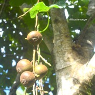 Ficus mauritiana Affouche rouge Moraceae  Endémique La Réunion, Maurice 9188.jpeg