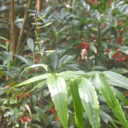 Habenaria sigillum Orchidaceae  Indigène La Réunion 9268.jpeg