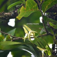 Jumellea triquetra Orchidaceae Endémique La Réunion 9280.jpeg
