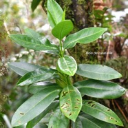 Melicope obscura Bois de catafaille Ru taceae Endémique La Réunion 9310.jpeg