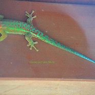 Phelsuma borbonica Gecko vert des hauts Gekkonidae Endémique La Réunion 9222.jpeg