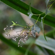 Faujasiopsis flexuosa - liane zig zag - ASTERACEAE - Indigène Réunion -  MB3_3193.jpg