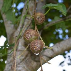 Ficus mauritiana - Affouche rouge - MORACEAE - Endémique Réunion Maurice - MB3_3138.jpg
