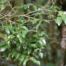 Grangeria borbonica - Bois de punaise - CHRYSOBALANACEAE - Endémique Réunion Maurice - MB3_3180.jpg