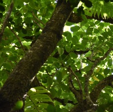 Polyscias repanda - Bois de papaye - ARALIACEAE - Endémique Réunion -MB3_3159.jpg