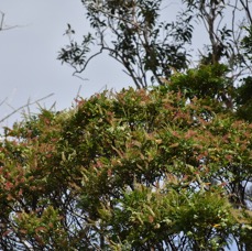 Weinmannia tinctoria - Tan rouge - CUNIONACEAE - Endémique Réunion Maurice -MB3_3156.jpg