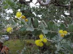 23 1 Acacia australien Fleurs DSC06858