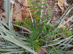 25 2 Phyllantus casticum  Bois de demoiselle Phyllantacée Jeune plant dans le muguet DSC06864