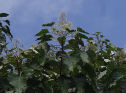28 7 Aleurites moluccana Bancoulier Euphorbiacée Fleurs DSC06894
