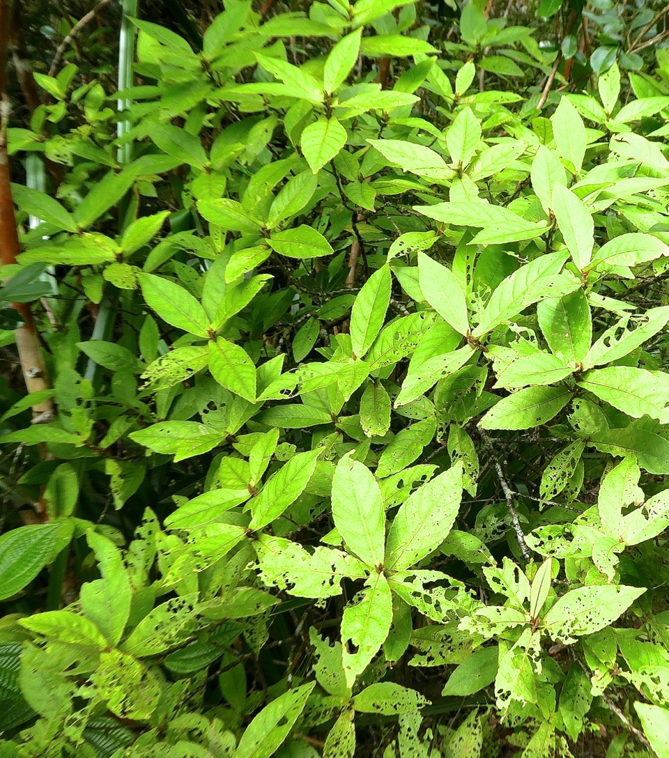 Acalypha integrifolia.bois de violon.euphorbiaceae. indigène Réunion.P1760536