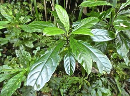 Antirhea borbonica. bois d'osto.rubiaceae.endémique Réunion.Maurice.Madagascar.P1760570