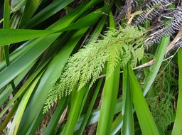 Asplenium daucifolium var. viviparum - Fougère carottes - ASPLANIACEAE - Indigène Réunion - DSC00905