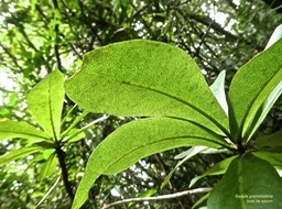 Badula grammisticta . bois de savon. primulaceae.endémique Réunion.P1760588