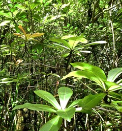 Badula grammisticta .bois de savon. primulaceae.endémique Réunion.. P1760585