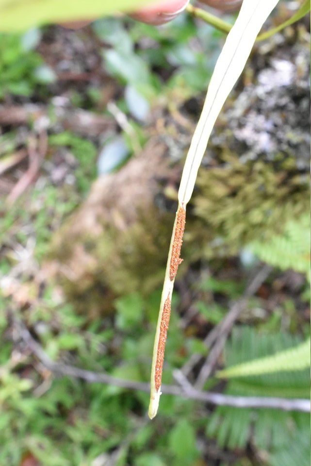 Belvisa spicata (extrémité fertile) POLYPODIACEAE - Indigène Réunion, Maurice - MAB_7010