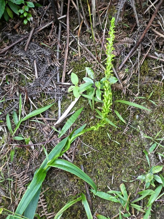 Benthamia sp . orchidaceae.P1760390