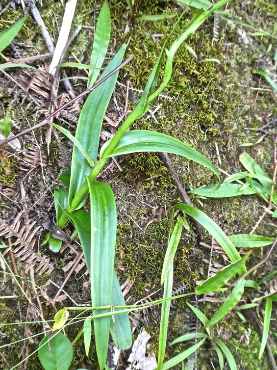Benthamia sp .orchidaceae.   P1760391