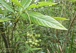 Bertiera borbonica .bois de raisin.rubiaceae.endémique Réunion.P1760551