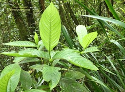 Bertiera borbonica .bois de raisin. rubiaceae .endémique Réunion.  P1760558