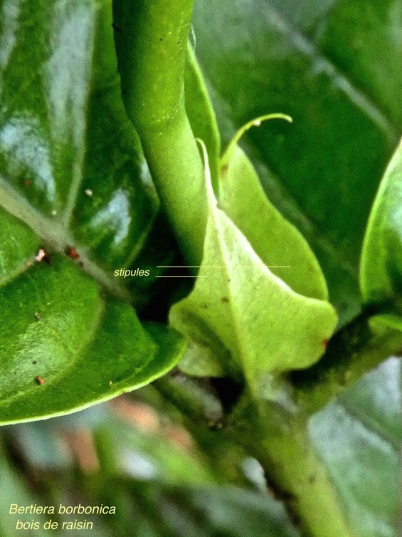 Bertiera borbonica .bois de raisin .(stipules )rubiaceae endémique Réunion .P1760556