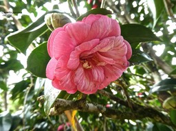 Camellia japonica . camélia .theaceae.P1760429