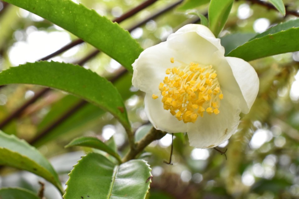 Camellia sinensis - Théier - THEACEAE - Asie du Sud Est - MAB_7015