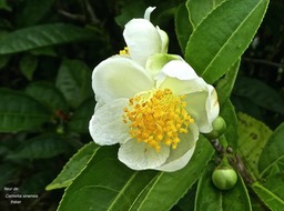Camellia sinensis. théier.  theaceae. P1760418