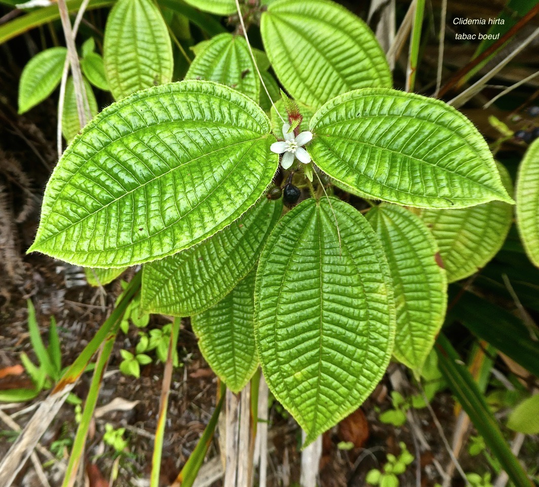 Clidemia hirta .tabac boeuf.melastomataceae. espèce envahissante .P1760662